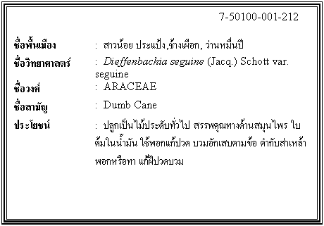 กล่องข้อความ: 7-50100-001-212 ชื่อพื้นเมือง : สาวน้อย ประแป้ง,ช้างเผือก, ว่านหมื่นปี ชื่อวิทยาศาสตร์ : Dieffenbachia seguine (Jacq.) Schott var. seguine ชื่อวงศ์ : ARACEAE ชื่อสามัญ : Dumb Cane ประโยชน์ : ปลูกเป็นไม้ประดับทั่วไป สรรพคุณทางด้านสมุนไพร ใบ ต้มในน้ำมัน ใช้พอกแก้ปวด บวมอักเสบตามข้อ ตำกับส่าเหล้าพอกหรือทา แก้ฝีปวดบวม